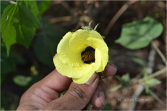 Abelmoschus angulosus